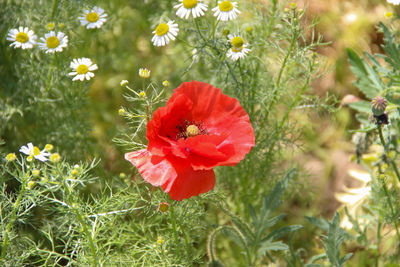 Close-up of red poppy flower on field