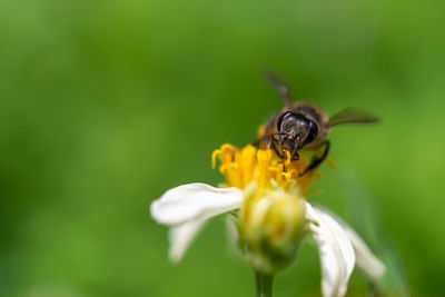 Close-up of bee pollinating on flower