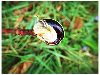 Close-up of snail