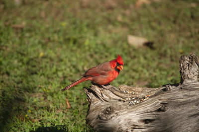 Cardinal on a log