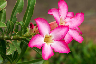 Close-up of pink flowering plant