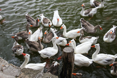 High angle view of swans swimming in lake