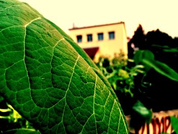 Close-up of green leaves