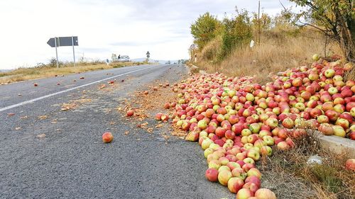 View of berries on road against sky