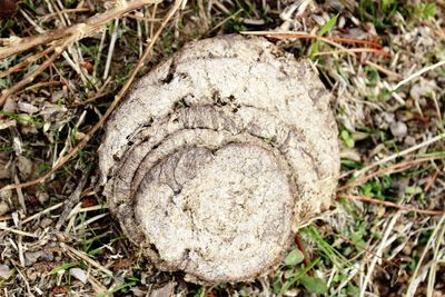 High angle view of caterpillar in nest on field