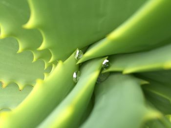 Full frame of water drops on leaf