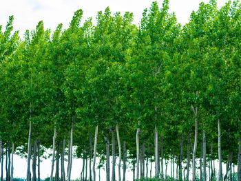 Panoramic view of trees on field against sky