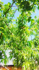 Low angle view of trees