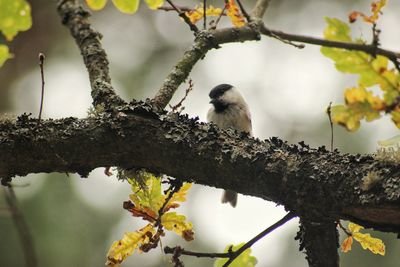 Low angle view of birds perching on branch