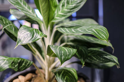 Close-up of fresh green leaves