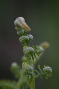 Close-up of flowering plant