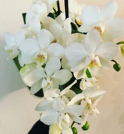 Close-up of white flowers in vase