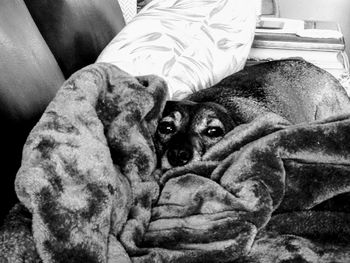 Close-up of dog relaxing on bed