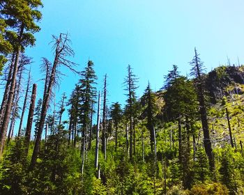 Low angle view of trees against sky