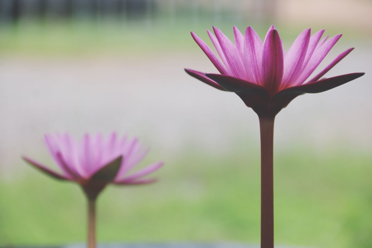 CLOSE-UP OF WATER LILY