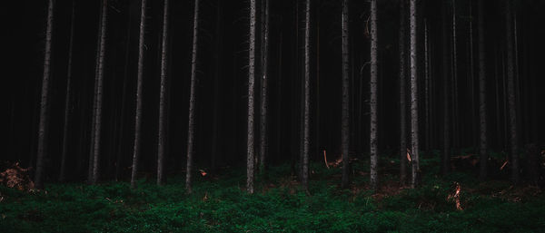 View of trees in forest