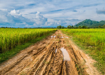 Scenic view of rice field against sky