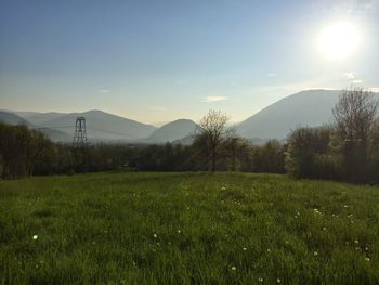 Scenic view of field against sky