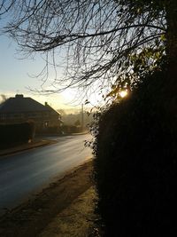 Road along trees at sunset