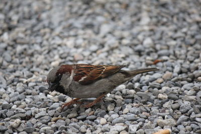 Close-up of a bird