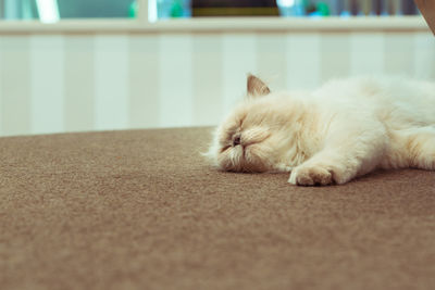 Close-up of cat sleeping