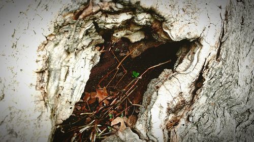 Close-up of tree trunk