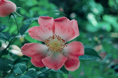 Close-up of pink rose flower