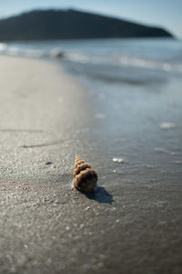 Close-up of shell on beach