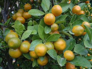 Round kumquat is the most popular ornamental plant during chinese new year