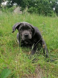 Portrait of dog on field