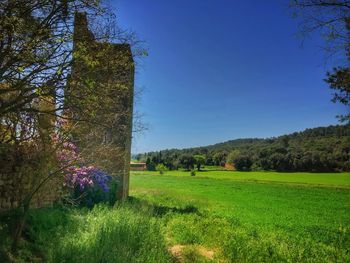 Scenic view of field against clear sky