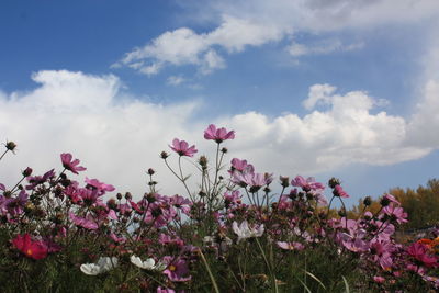 Pink flowers blooming in field