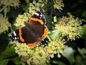 Close-up of butterfly pollinating on flower