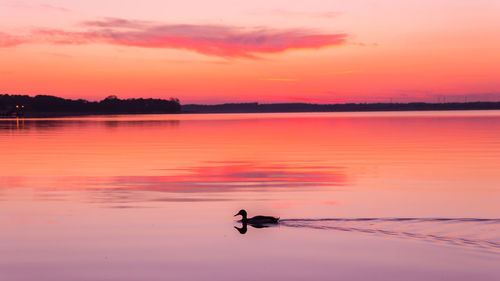 Duck swimming on lake during sunset