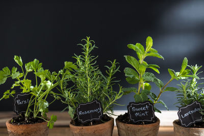 A row of potted herbs on table 