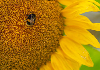 Close-up of insect on yellow flower