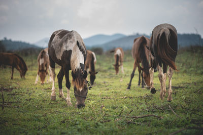 Horses grazing in a field