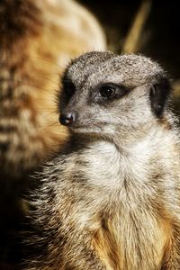 Close-up of meerkat