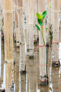 Close-up of wooden fence against plants