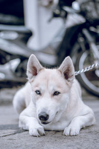 Close-up portrait of a dog