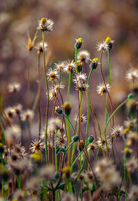 Close-up of wildflowers