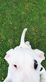 Close-up of dog on grassy field