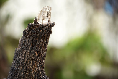 Close-up of damaged tree trunk