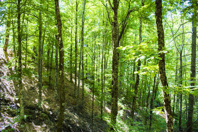 View of trees in forest