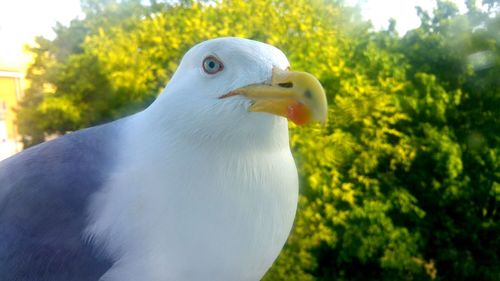 Close-up of seagull