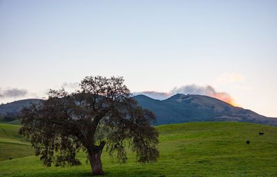 Trees on landscape against clear sky
