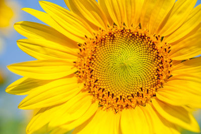 Close-up of sunflower