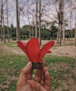 Close-up of hand holding red leaf