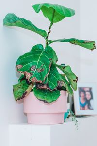 Close-up of potted plant against wall