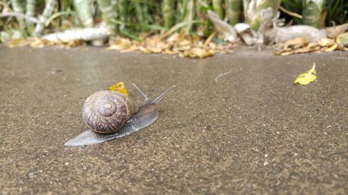 Close-up of snail